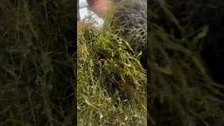 FISSIDENS FONTANUS FISSIDENS MOSS Aquarium Moss For Sale [upl. by Eiramacissej972]