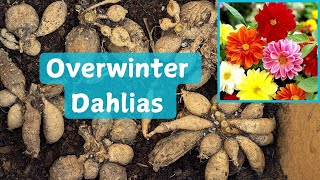 How To Dig Overwinter amp Save Dahlias [upl. by Yahsal]