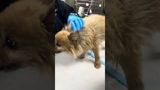 Congestive heart failure causing respiratory distress in a dog [upl. by Oniskey129]