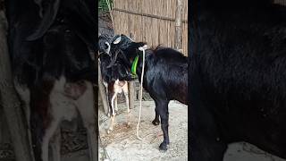 Goat Beautiful Moments Time OfGoat Beautiful Village Farm2024part68 [upl. by Abehs]