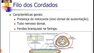 Cordados 1  Características Gerais e Filogenia [upl. by Jason]