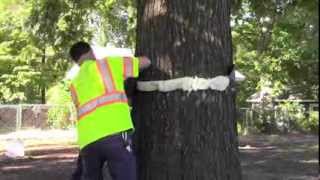 Preventing cankerworms How to band a tree [upl. by Eleni]