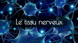 tissu nerveux [upl. by Elyrpa]