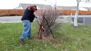 How to Remove Shrubs the Easy Way [upl. by Remos555]