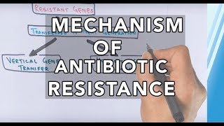 Mechanism of Antibiotic Resistance [upl. by Thorn]