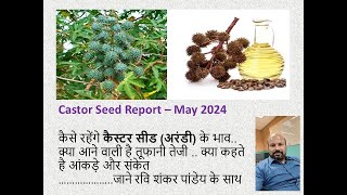 Castor Seed Price outlook May 2024Ravi Shankar Pandey [upl. by Greenquist816]