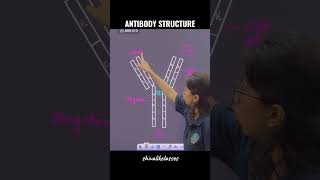 Antibody structure explained in 60 sec✅️ shorts biology neet2025 neet learneasy youtube [upl. by Anahsek916]