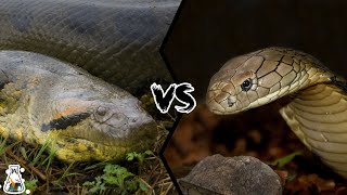 ANACONDA VS KING COBRA  Who is the Real King of the Snakes [upl. by Kramer]