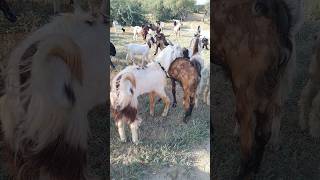 Goats 🐐come to the Thar desert to eat leaves [upl. by Amairam]