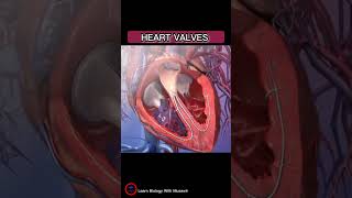 Heart 🫀 Valves Short overview  cardiology [upl. by Neit]