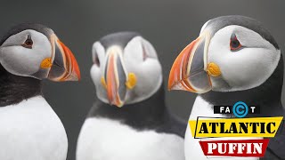 Atlantic Puffins  Amazing Facts About Atlantic Puffins You Need To Know [upl. by Cassady]