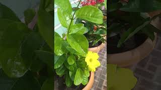 Creeper Allamanda flower flowers happygarden youtubeshorts [upl. by Lama]