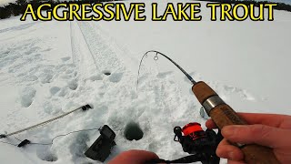 Lake Trout Ice Fishing Success  Lake Temagami [upl. by Lettig]