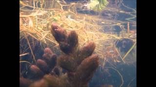 Inle Lake Aldrovanda vesiculosa and Celestichthys choprae DIscoveryPlanet [upl. by Oicam]