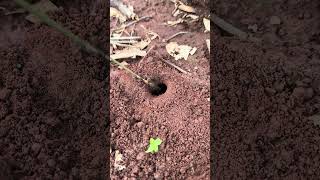 Survival skills  Black ants catching cricket insect living in deep hole shorts [upl. by Ycnahc680]