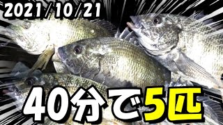 【旧江戸川チニング】季節の変わり目は高活性！10分に1匹ペースの爆釣！ [upl. by Aeuhsoj117]