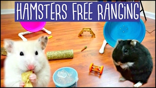 HAMSTERS FREE RANGING  Mini Hamster Haul amp Chit Chat [upl. by Annawaj]