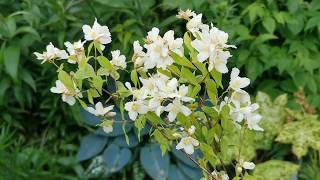 Most fragrant plants of my British garden Philadelphus quot Leimonei quot a very old mock orange hybrid [upl. by Ruhnke]