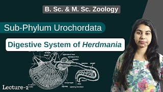 Herdmania  Digestive System of Herdmania  In Hindi  B Sc amp M Sc  Zoology [upl. by Aryk]