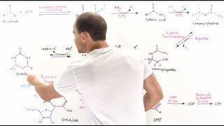 Pyrimidine Synthesis [upl. by Niroc]