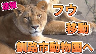 【速報】フウ釧路市動物園へ！旭山最後の日は？オリト＆イオ家族の娘旅立ちvol580旭山動物園Lion familys daughter to be moved to another zoo [upl. by Gayler43]