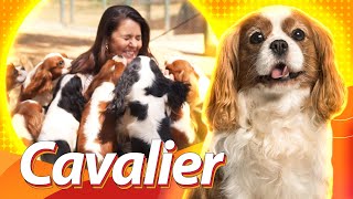 Cavalier King Charles Spaniel  O cão da realeza  Guia de Raças Baw Waw [upl. by Oaht]