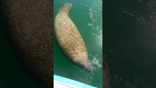 Manatee Surprise Lake [upl. by Pascale]