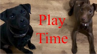 Patterdale Terriers Play Fighting [upl. by Phelgen]