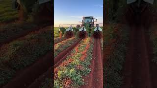 It’s go time Peanut harvest 2024 is underway [upl. by Reade406]