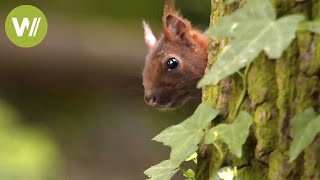 Les animaux sauvages de nos forêts  Un voyage des Vosges du Nord à lIledeFrance [upl. by Atteloiv]