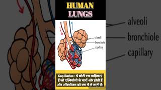 HUMAN LUNG  TRACHEA ANATOMY PHYSIOLOGY shortvideoscience [upl. by Atcliffe]