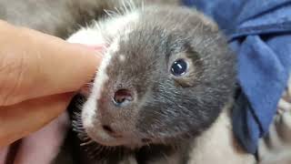 Sweet Otters Eat Hand so Cute Pet Real Family Otters [upl. by Eihpos]