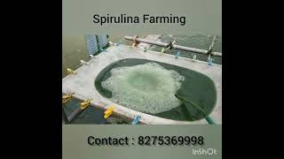 Spirulina Farming Spirulina Production [upl. by Silrak304]