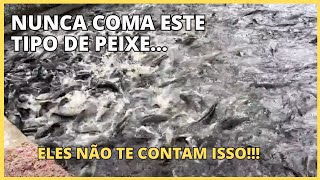 Cuidado Nunca coma este tipo de peixe [upl. by Kcirederf]