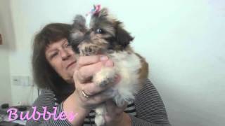 Teacup Shihtzu Puppies from Hazlenut – Minature Shihtzu Puppies – Karashishi Shihtzus [upl. by Sirtaeb315]