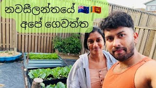 නවසීලන්තේ අපේ ගෙවත්ත  kiwi life auckland garden ourlife [upl. by Amuwkuhc]