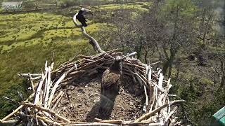 MRS G OF GLASLYN OSPREYS ARRIVED HOME 260322 1238 [upl. by Nylesoy]