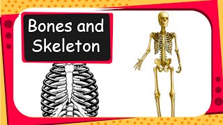 Science  Human Bones and Skeleton System Animation  English [upl. by Hadeehuat184]