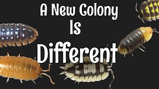 Isopod Care Guide Part 3 What to Expect from a New Isopod Colony [upl. by Sherrer173]