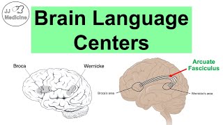 Brain Language Centers Broca’s Area Wernicke’s Area Angular Gyrus amp Arcuate Fasciculus [upl. by Ashok192]