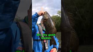 Giant Smallmouth Lurking In The Potomac River fishing bassfishing river [upl. by Haras80]