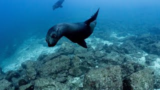 Scuba diving in the Sea of Cortez [upl. by Constancia842]