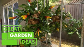 How to Create a Hanging Bromeliad Display  GARDEN  Great Home Ideas [upl. by Eikcor921]