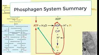 KINS 379 ATP and Phosphagen System Summary [upl. by Aigneis]