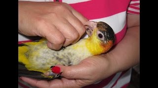 Night time Sillyness with White Bellied Caiques Nando and Skittles [upl. by Estella563]