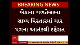 Kheda News  ખેડાના ગળતેશ્વરના ગ્રામ્ય વિસ્તારમાં ચાર પગના આતંકથી દહેશત [upl. by Mariya839]