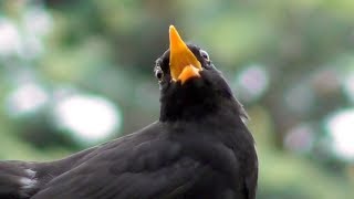 Blackbird calling Turdus merula [upl. by Kassi]