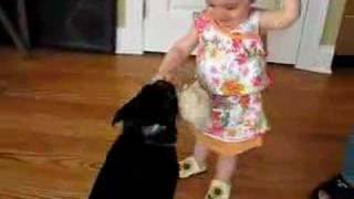 Pug vs giggling baby [upl. by Havens]