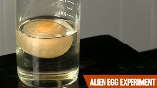 The Alien Egg Experiment [upl. by Anaid747]