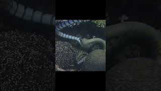 Belcher’s Sea Snakes vs octopusVenomous belchers sea snakes youtubeshorts youtube ytshorts [upl. by Nnelg]